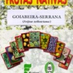 GOIABEIRA-SERRANA (Feijoa sellowiana)