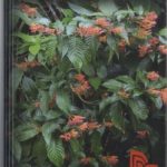 PLANTAS TÓXICAS - Estudo de Fitotoxicologia Química de Plantas Brasileiras