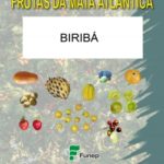 Biribá - Série Frutas da Mata Atlântica
