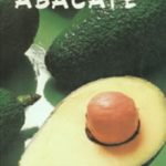 Abacate Ital