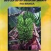 Bananas: Do Plantio ao Amadurecimento