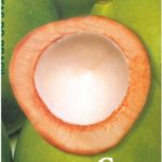 Frutas do Brasil - Coco Pós-colheita