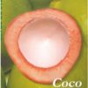 Frutas do Brasil - Coco Produção