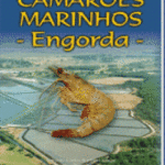 Camarões Marinhos: Engorda