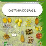 castanha-do-brasil