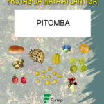 Pitomba: Série Frutas da Mata Atlântica-2411