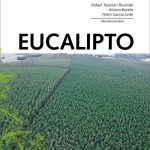 eucalipto-plantio-colheita