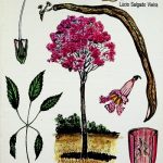 FITOTERAPIA DA AMAZONIA